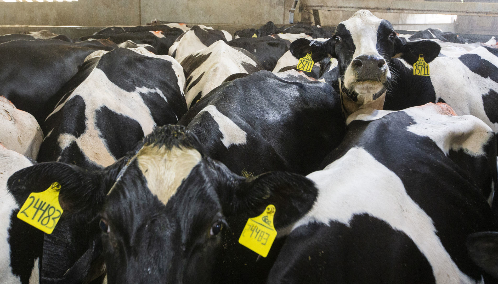 Winter storm, dead cows